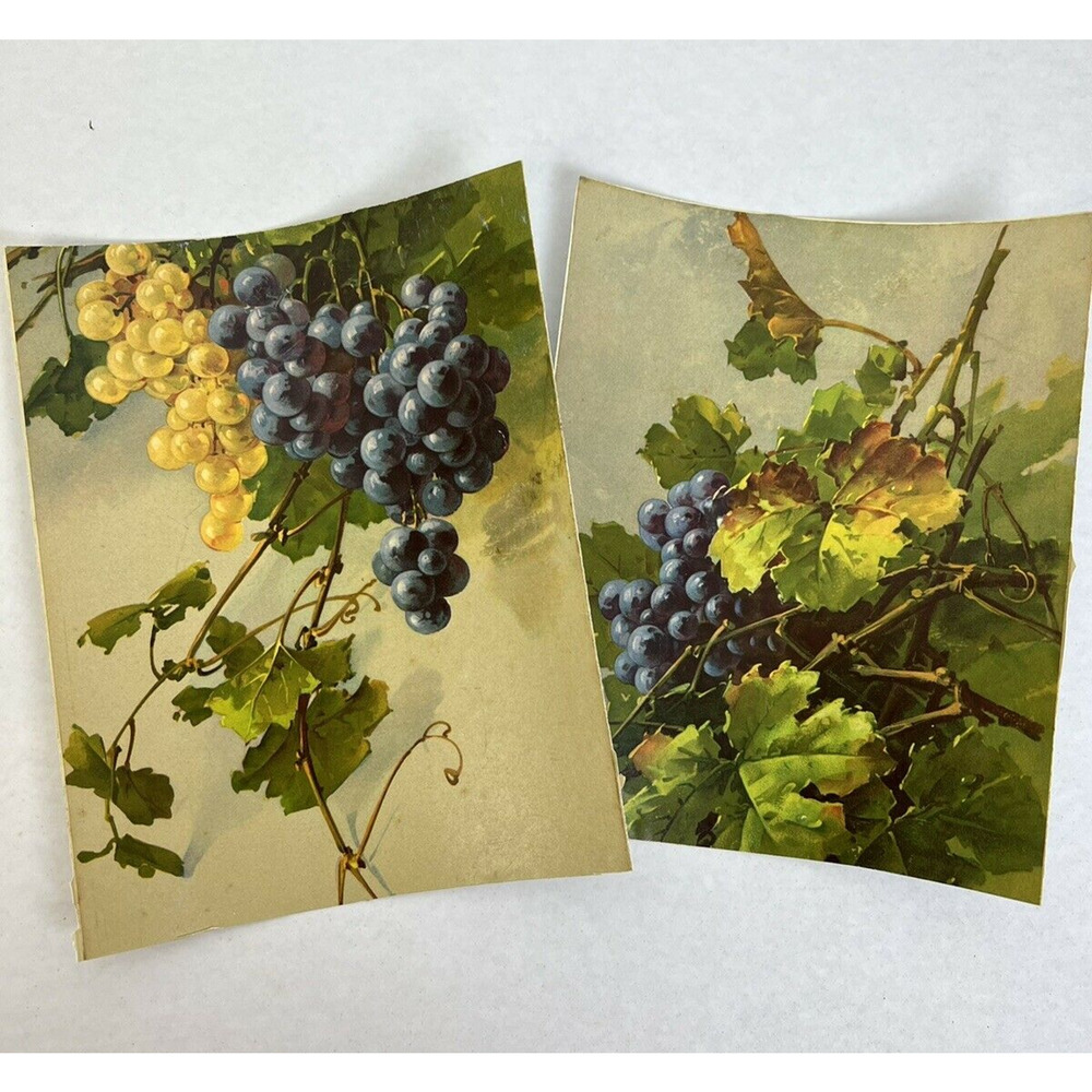 Vintage Prints Grapes and Vines Art Traditional Kitchen Home Fruit 7" x 8.5"